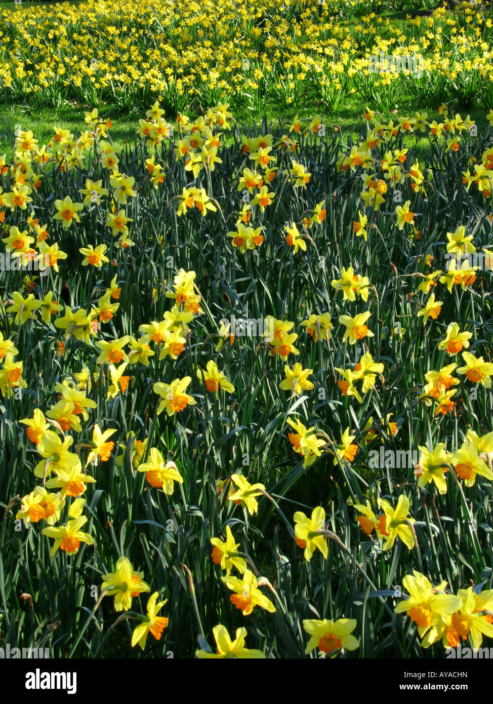 Daffodils flowering in Spring in St James s Park City of Westminster London England UK Stock Photo