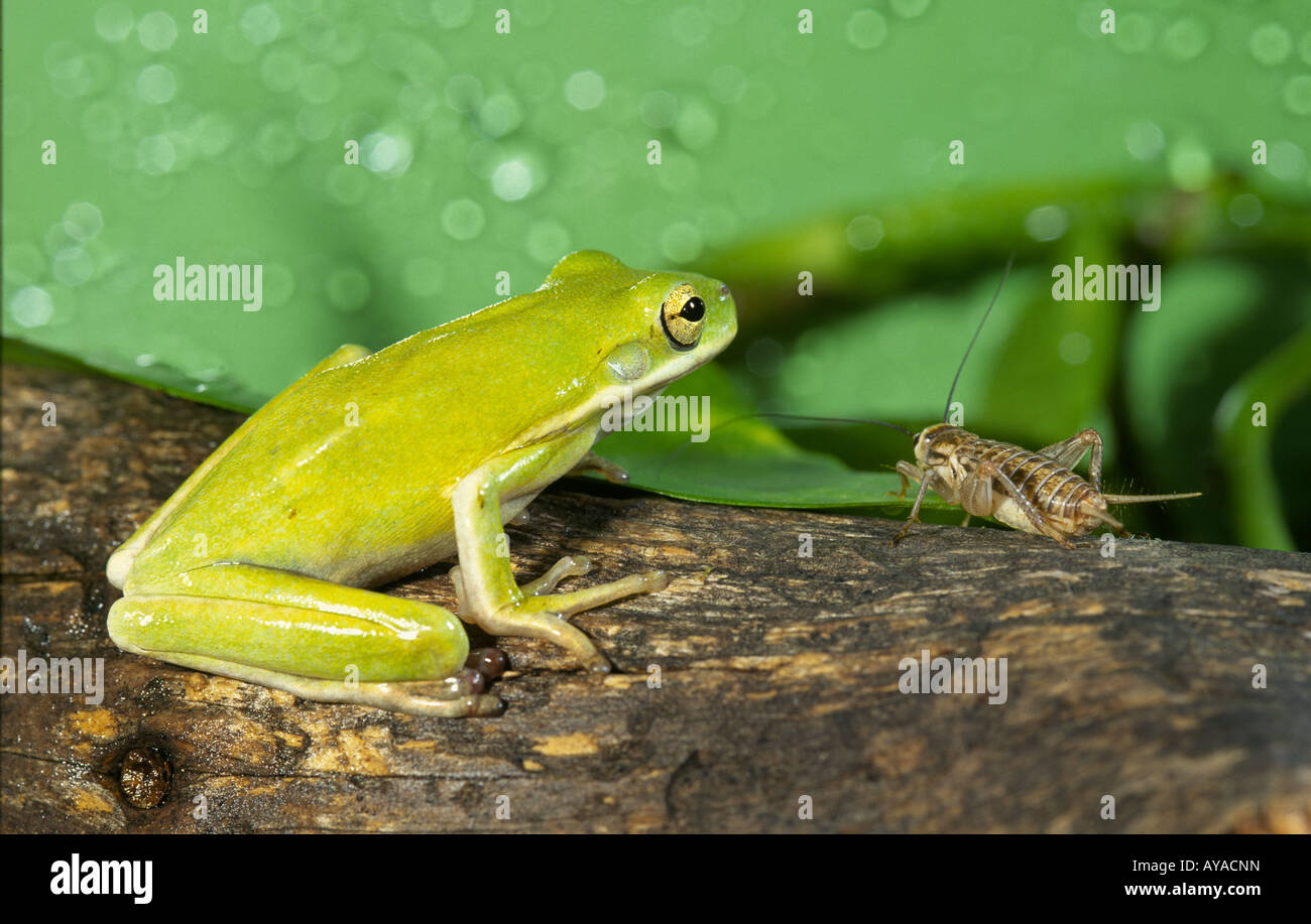 Green treefrog eyes a cricket he will have for dinner Stock Photo