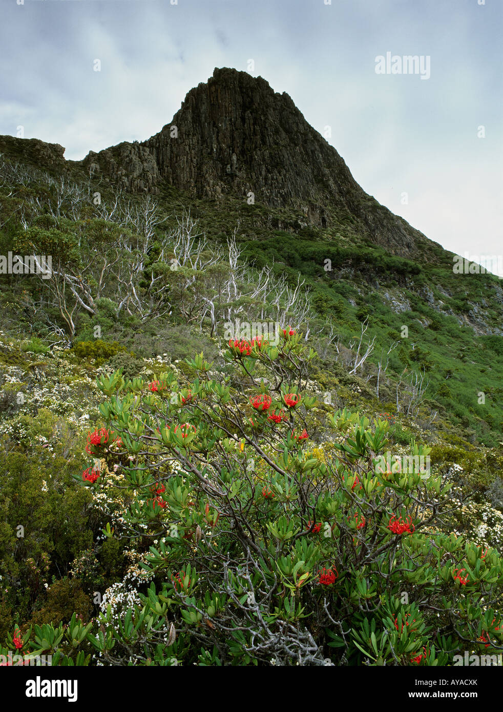 Tasmanian Waratah bush in bloom below Weindorfers Tower Cradle Mountain ...