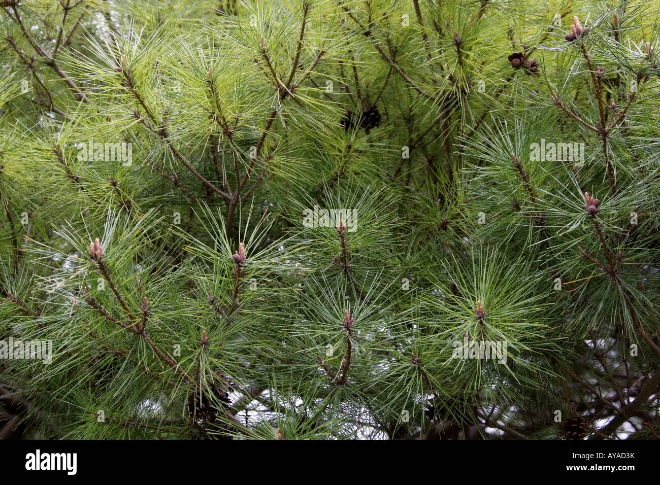 Dwarf Siberian Pine aka Japanese Stone Pine Pinus pumila Pinaceae North East Asia Stock Photo