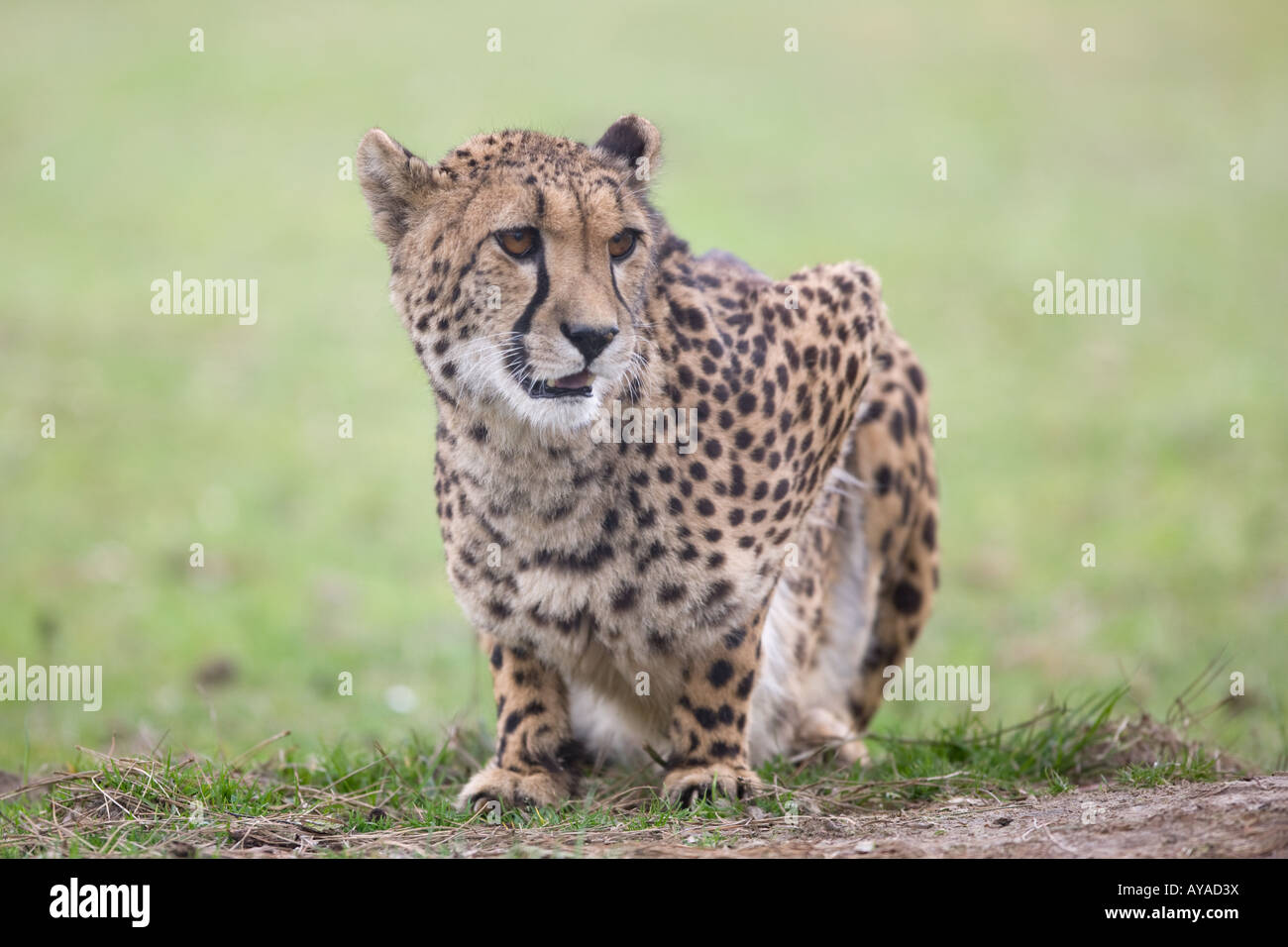 male cheetah observing - Acinonyx jubatus Stock Photo