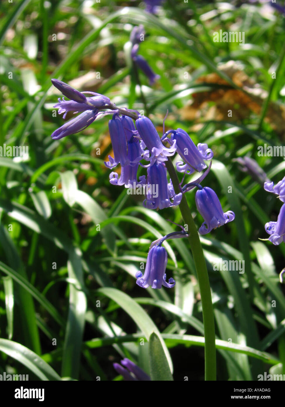 Bluebell close up Hollows Wood Chelsfield Bromley London England UK