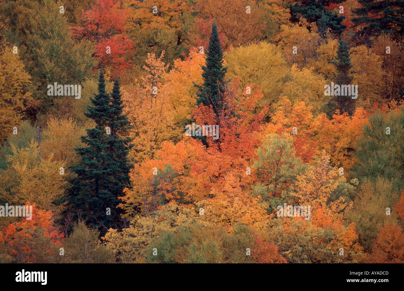 Mixed Forest in autumn Maine USA Mischwald im Herbst Maine USA Nordamerika north america Uebersicht overview bunt multicolored Stock Photo