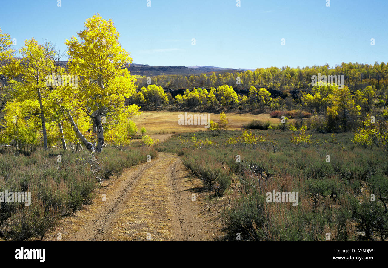 A country road and a view of the aspen trees during the autumn color