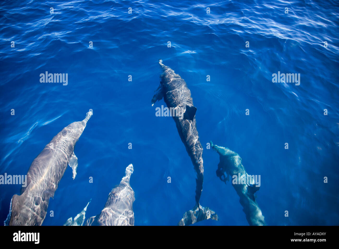 A pod of dolphins swimming Stock Photo