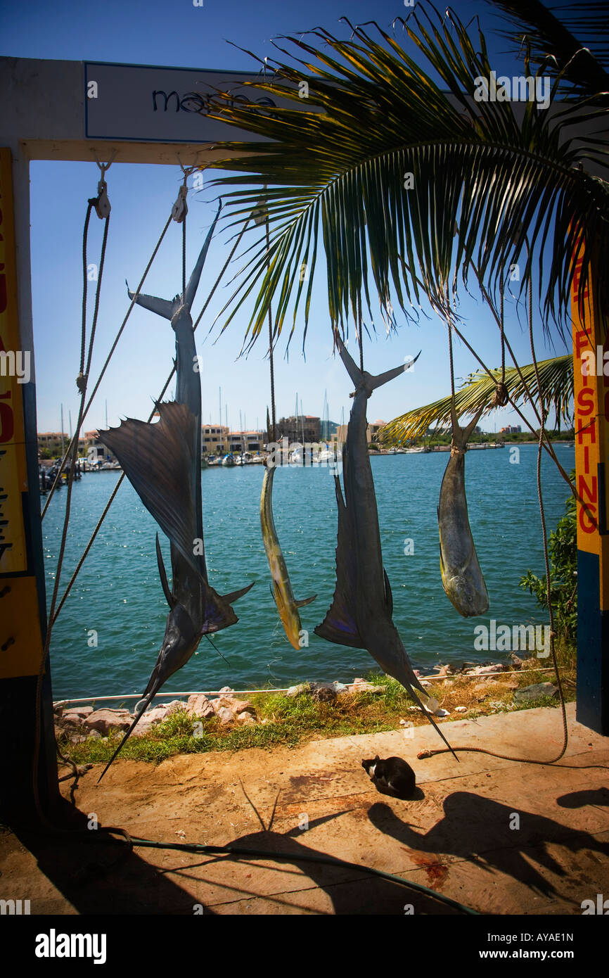 Swordfish, Mazatlan, Mexico Stock Photo