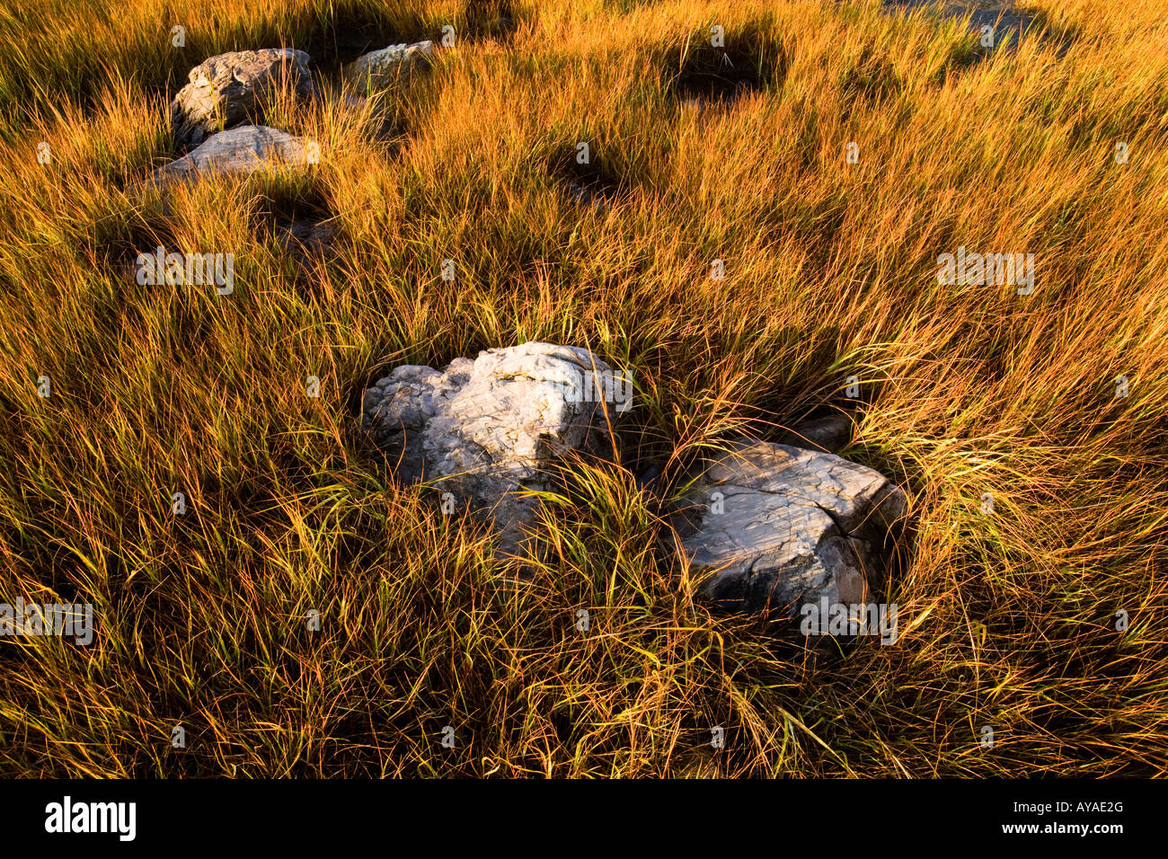 Marsh grasses in fall on Timber Point, in Biddeford, Maine. Stock Photo