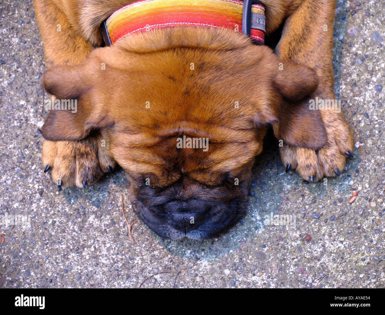 Baby k9 hi-res stock photography and images - Alamy