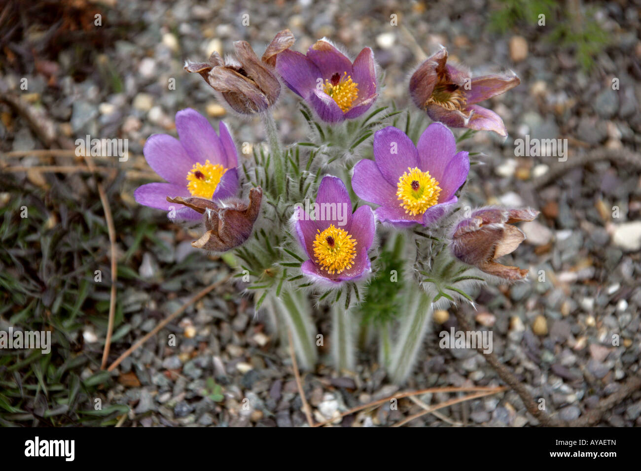 European Pasque Flower Pulsatilla vulgaris Anemoneae Stock Photo