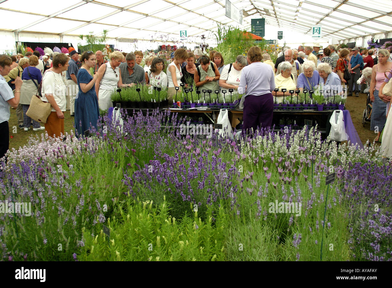 UK Cheshire Knutsford Tatton Hall RHS Flower Show Downderry Nursery