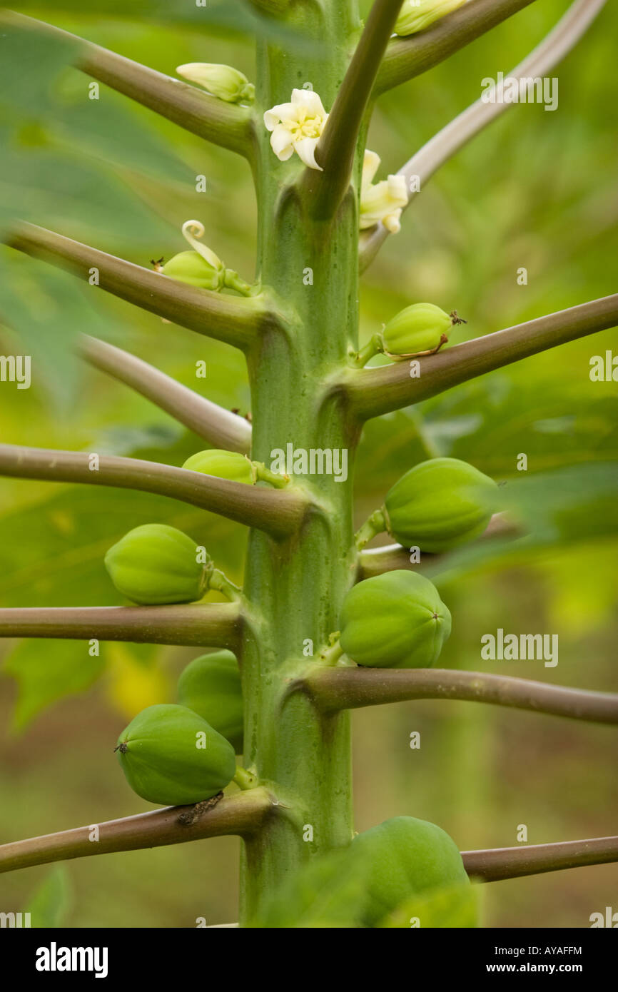 Young fruits and flowers on papaya tree Stock Photo