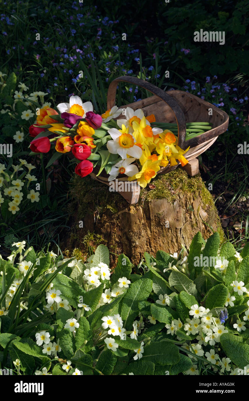 Spring Cut Flowers in a Wooden Garden Trug in an English Country Garden