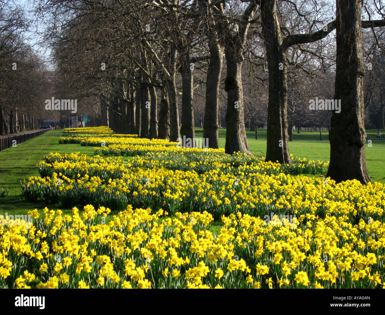 Daffodils flowering in Spring alongside The Mall City of Westminster London England UK Stock Photo