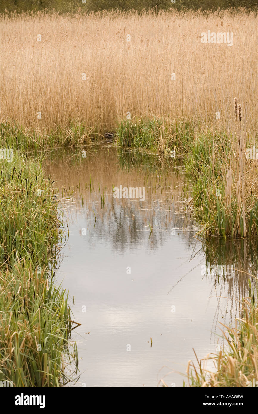 European Reed Beds Habitat reedbeds hi-res stock photography and images - Alamy