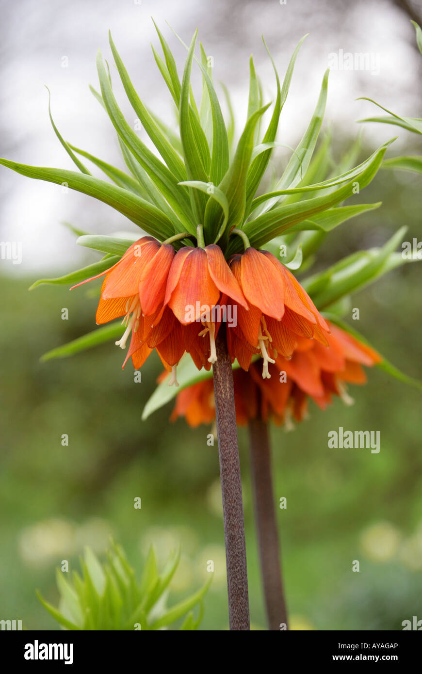 Crown Imperial Lily, Fritillaria imperialis Stock Photo Alamy