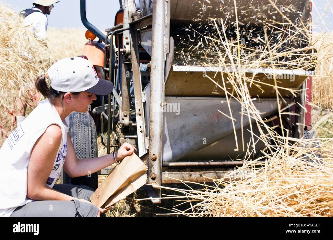 Collecting the grain sample Stock Photo Alamy