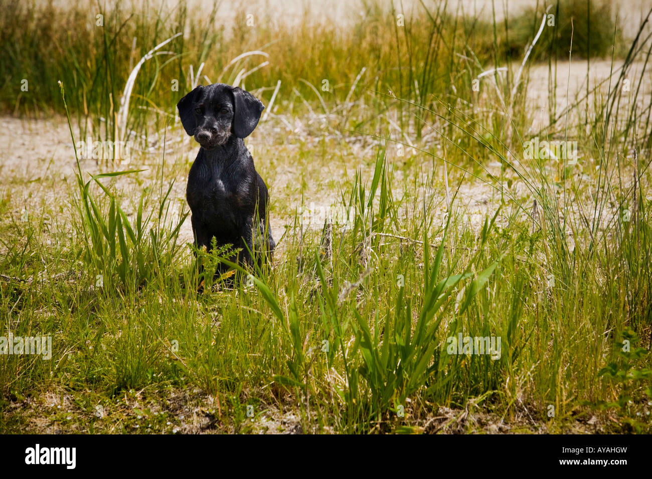 A dog sitting in tall grass Stock Photo - Alamy