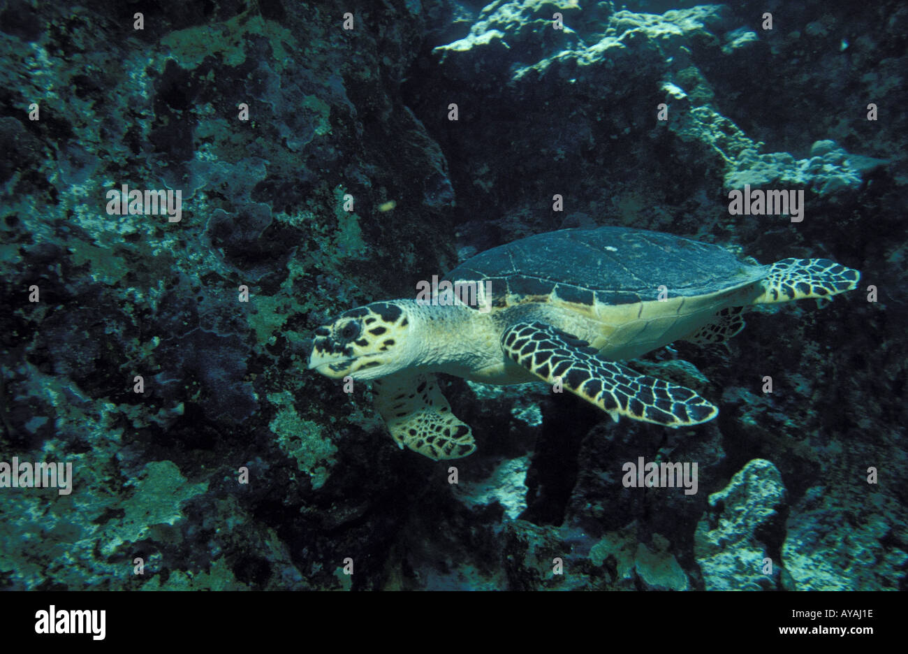 Meeresschildkroete Stock Photo