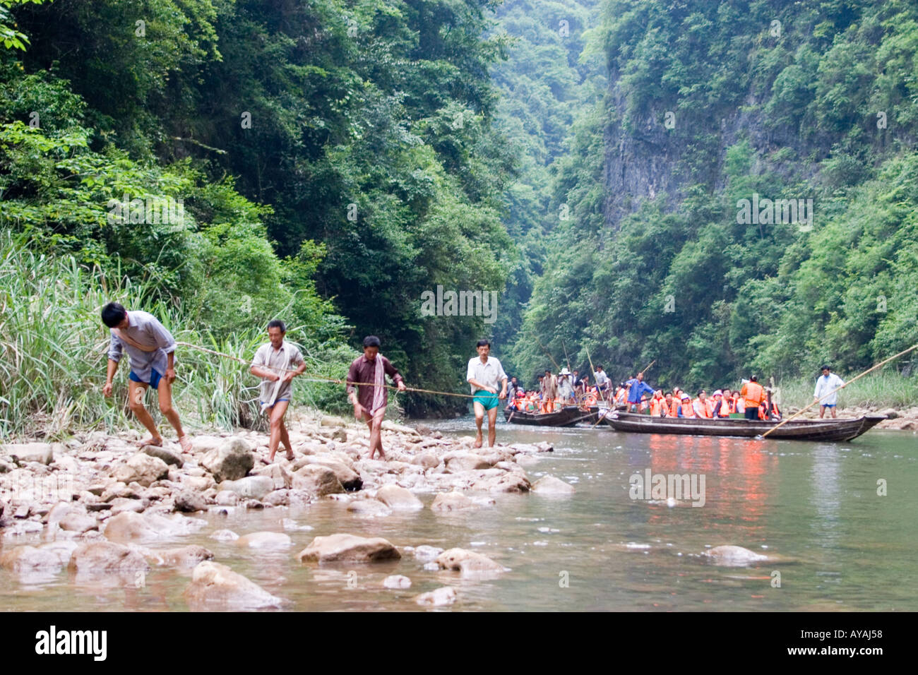 Chinese fishermen pulling peapod boats full of tourists up a tributary of the Yangtze river in China Stock Photo