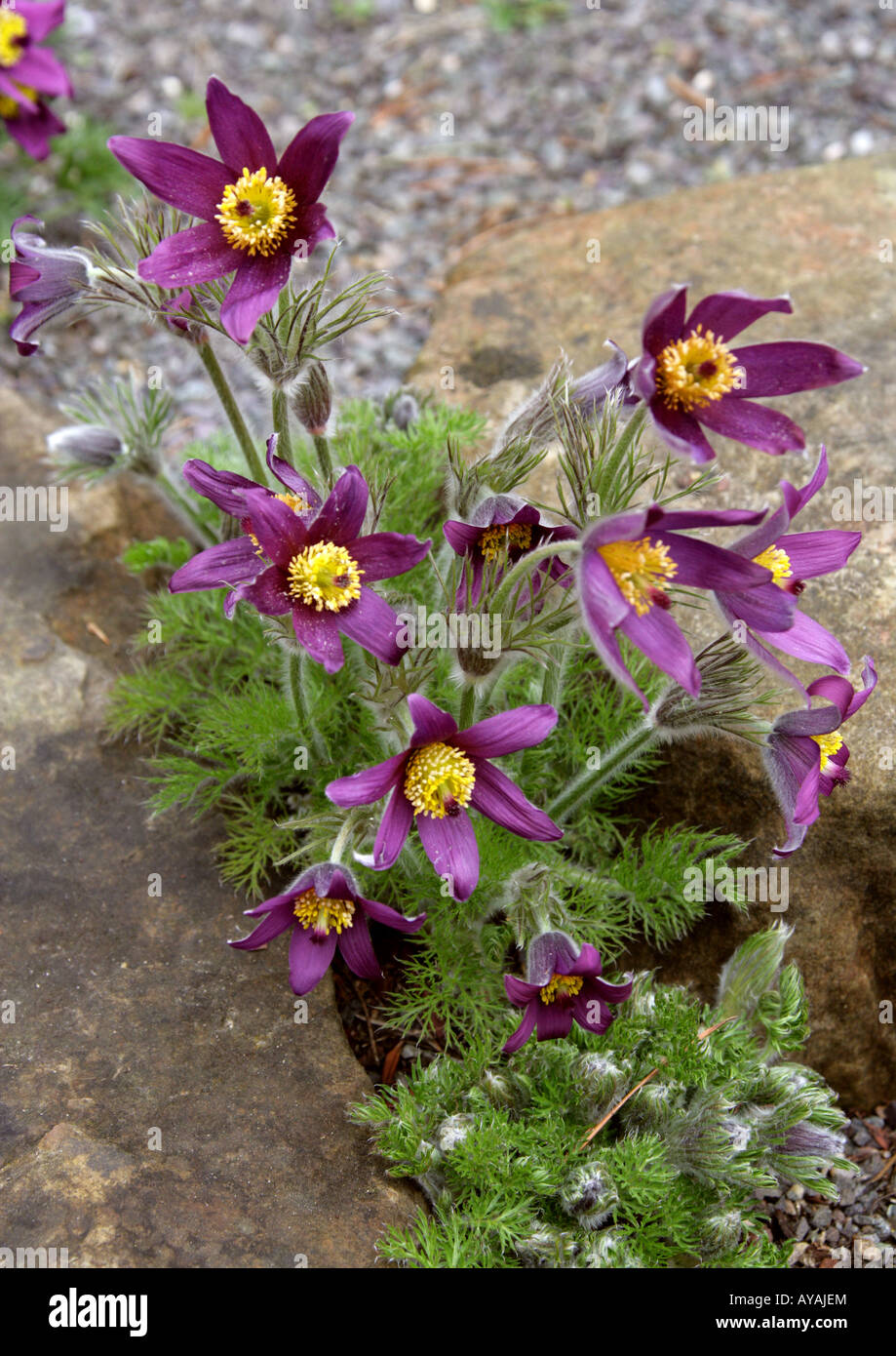 European Pasque Flower Pulsatilla vulgaris Anemoneae Stock Photo