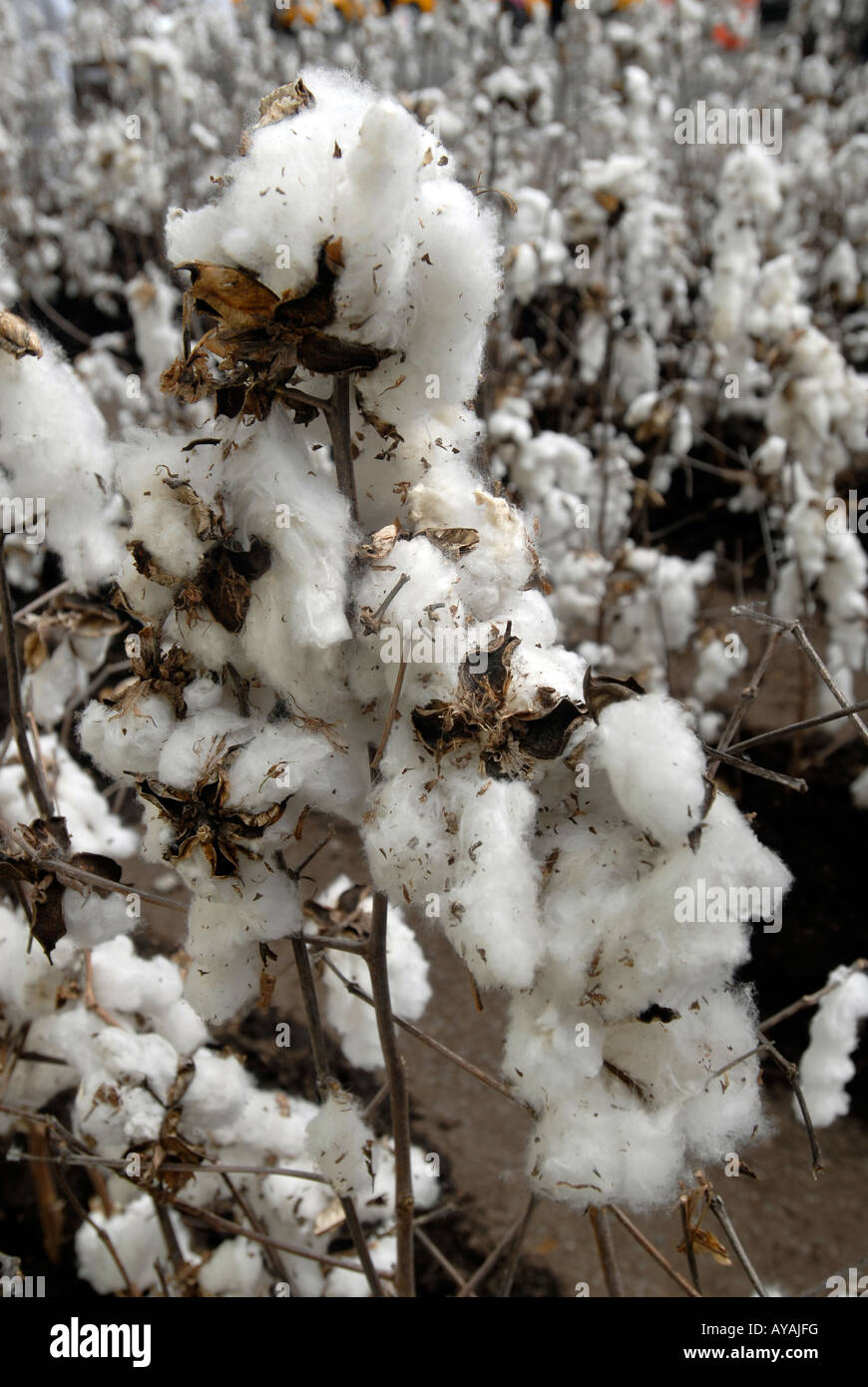 Cotton Field High Resolution Stock Photography and Images - Alamy