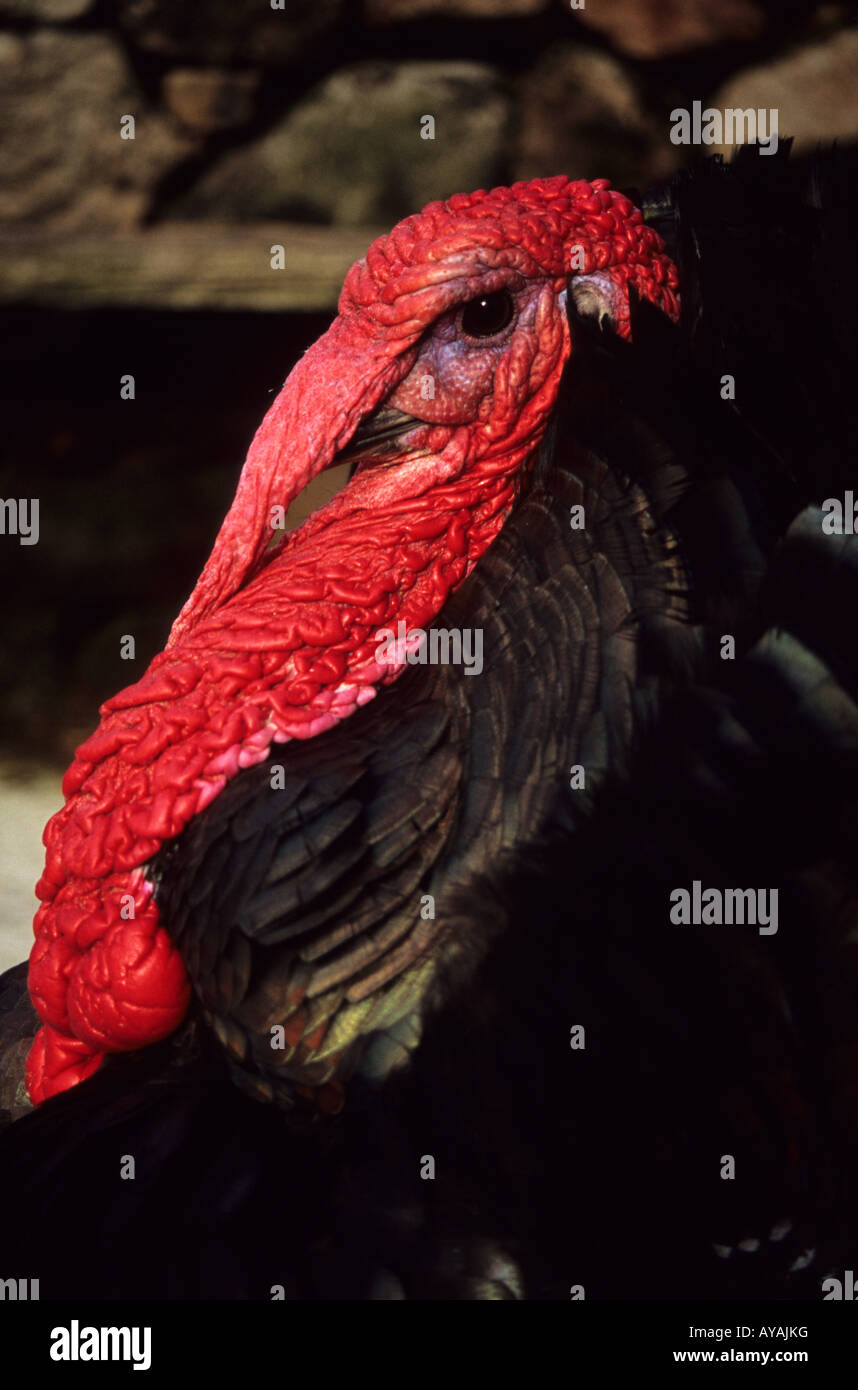 Male Bronze Turkey Stock Photo Alamy