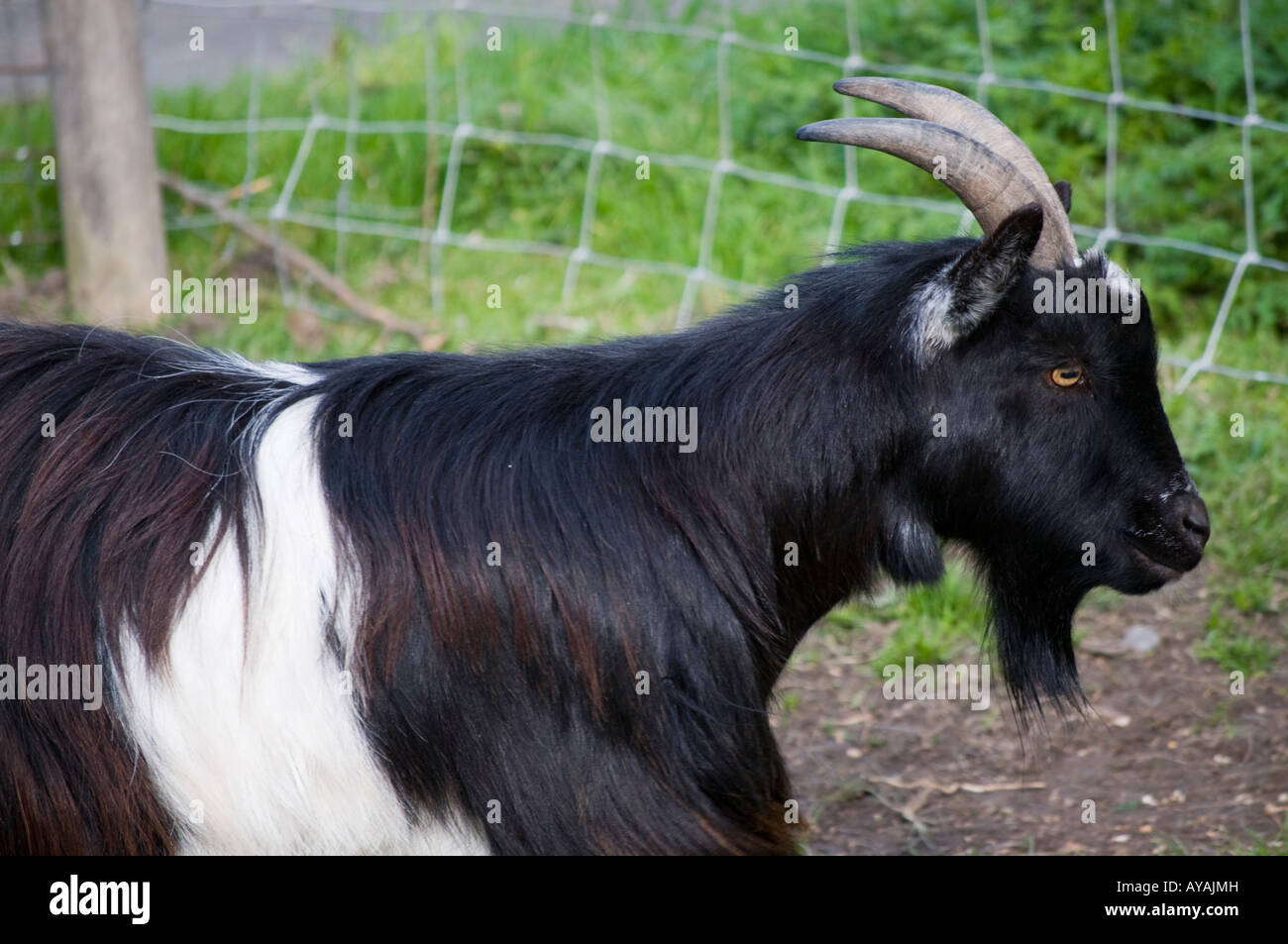 Black horned goat (3) View from the side. Close up Stock Photo Alamy