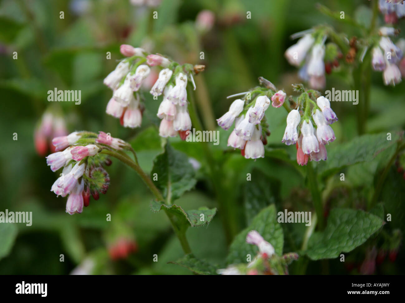 Comfrey, Symphytum officinale, Hidcote Pink, Boraginaceae Stock Photo