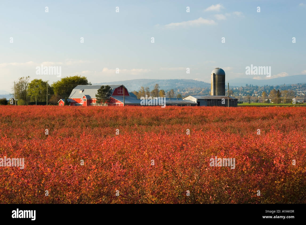 Blueberry field in Autumn, Abbotsford, British Columbia, Canada. Stock Photo