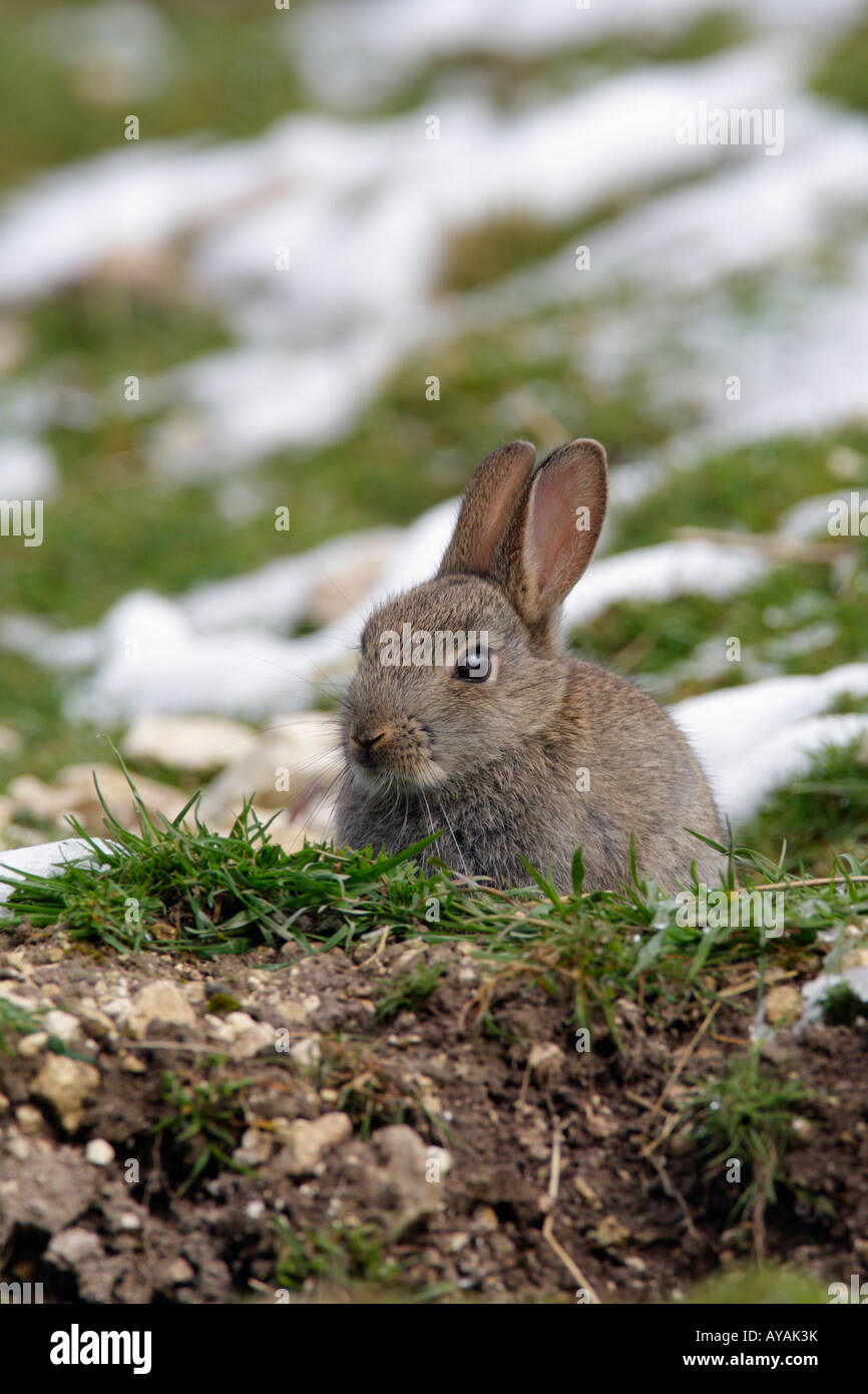 Young rabbit Oryctolagus cuniculus in snow Therfield Hertfordshire Stock Photo