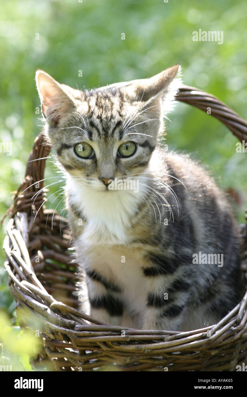 Junge Katze in Weidenkorb Stock Photo