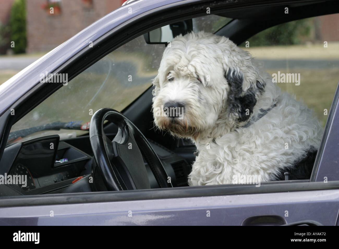 Hund hinter dem Steuer eines Autos Stock Photo