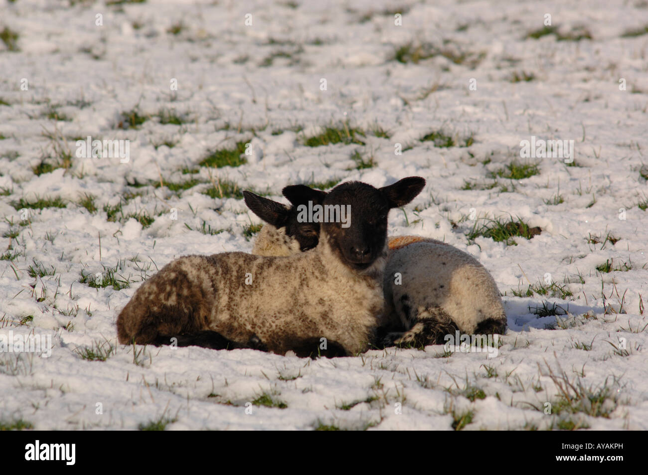 Lambs in snow Stock Photo