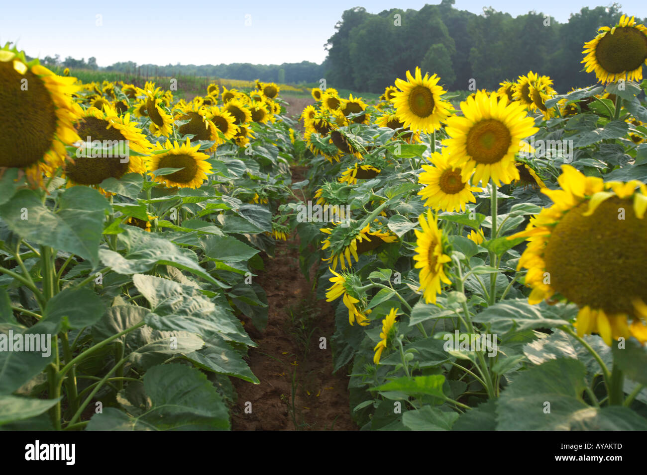 SOUTH CAROLINA ROCK HILL Field of bright yellow sunflowers grown with