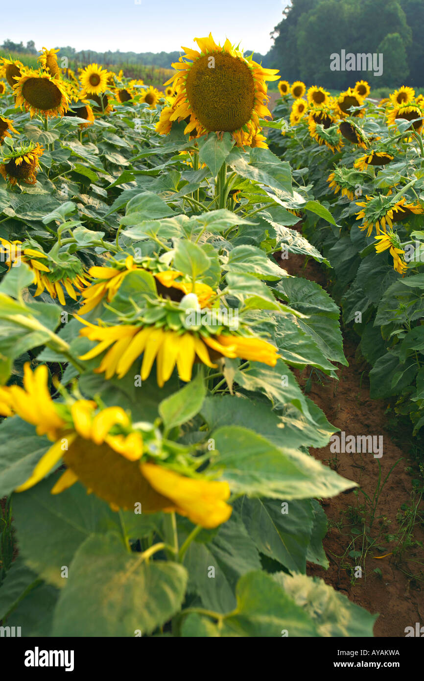 SOUTH CAROLINA ROCK HILL Field of bright yellow sunflowers grown with