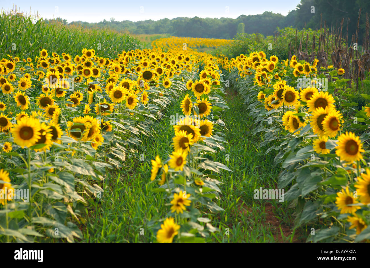SOUTH CAROLINA ROCK HILL Field of bright yellow sunflowers grown with corn in a public dove