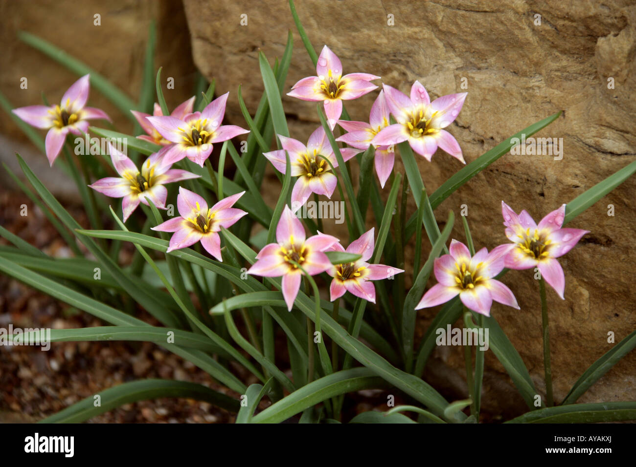 Tulipa aucheriana, Liliaceae. Iran Stock Photo