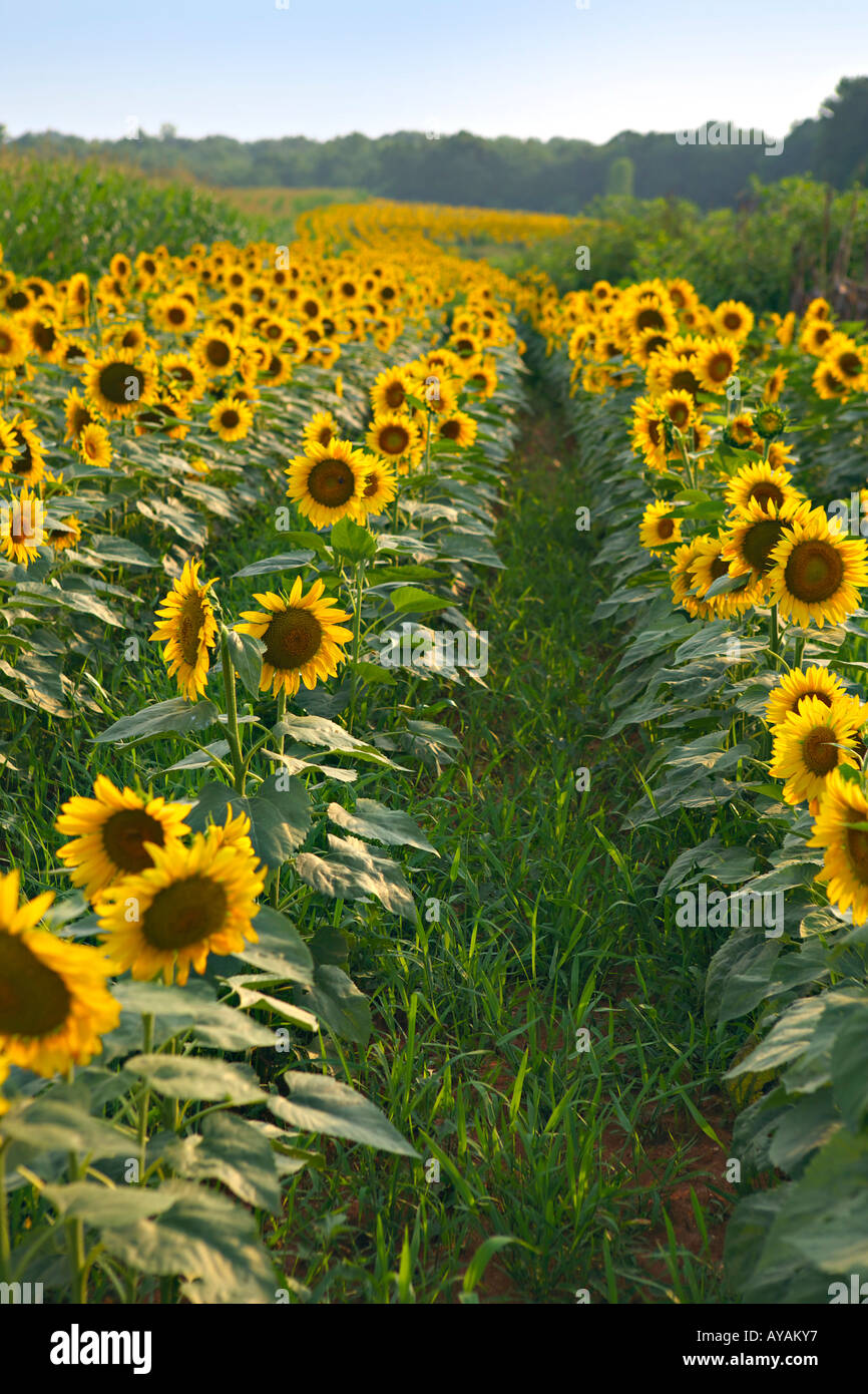 SOUTH CAROLINA ROCK HILL Field of bright yellow sunflowers grown with