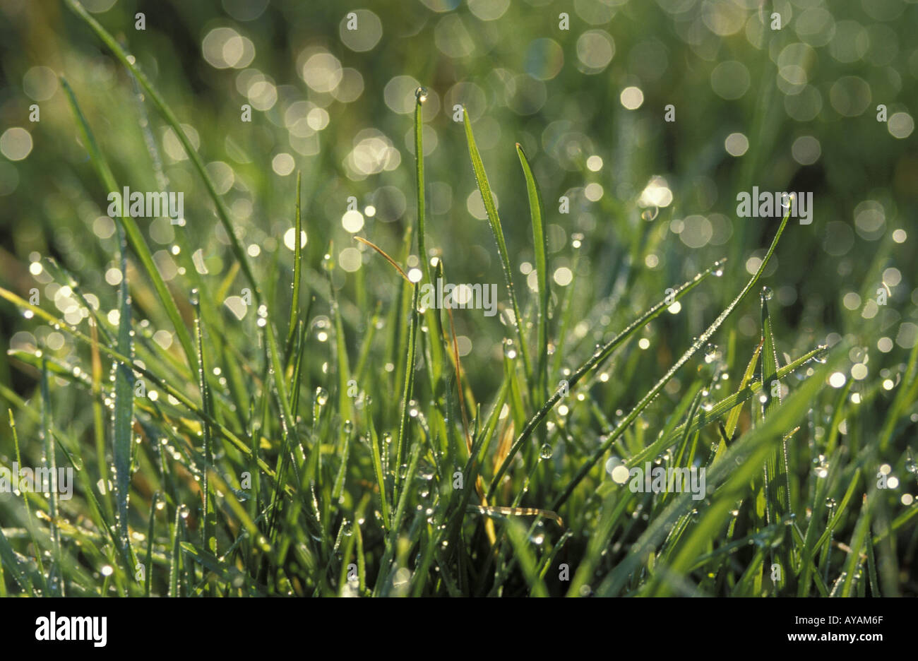 gras-grashalm-rasen-hi-res-stock-photography-and-images-alamy