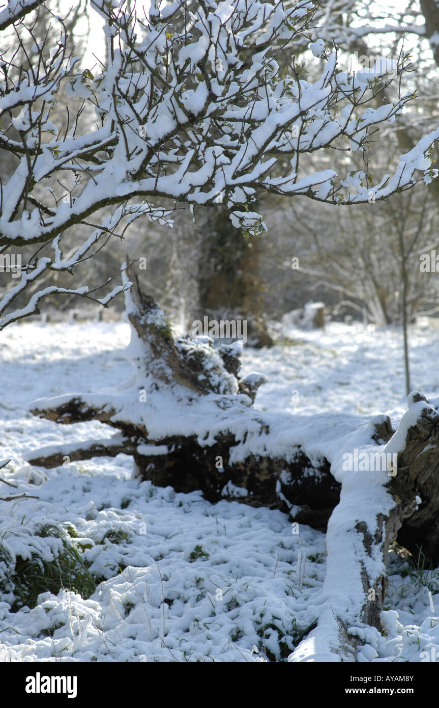 Lyminge woods, Kent, England in late spring Stock Photo Alamy
