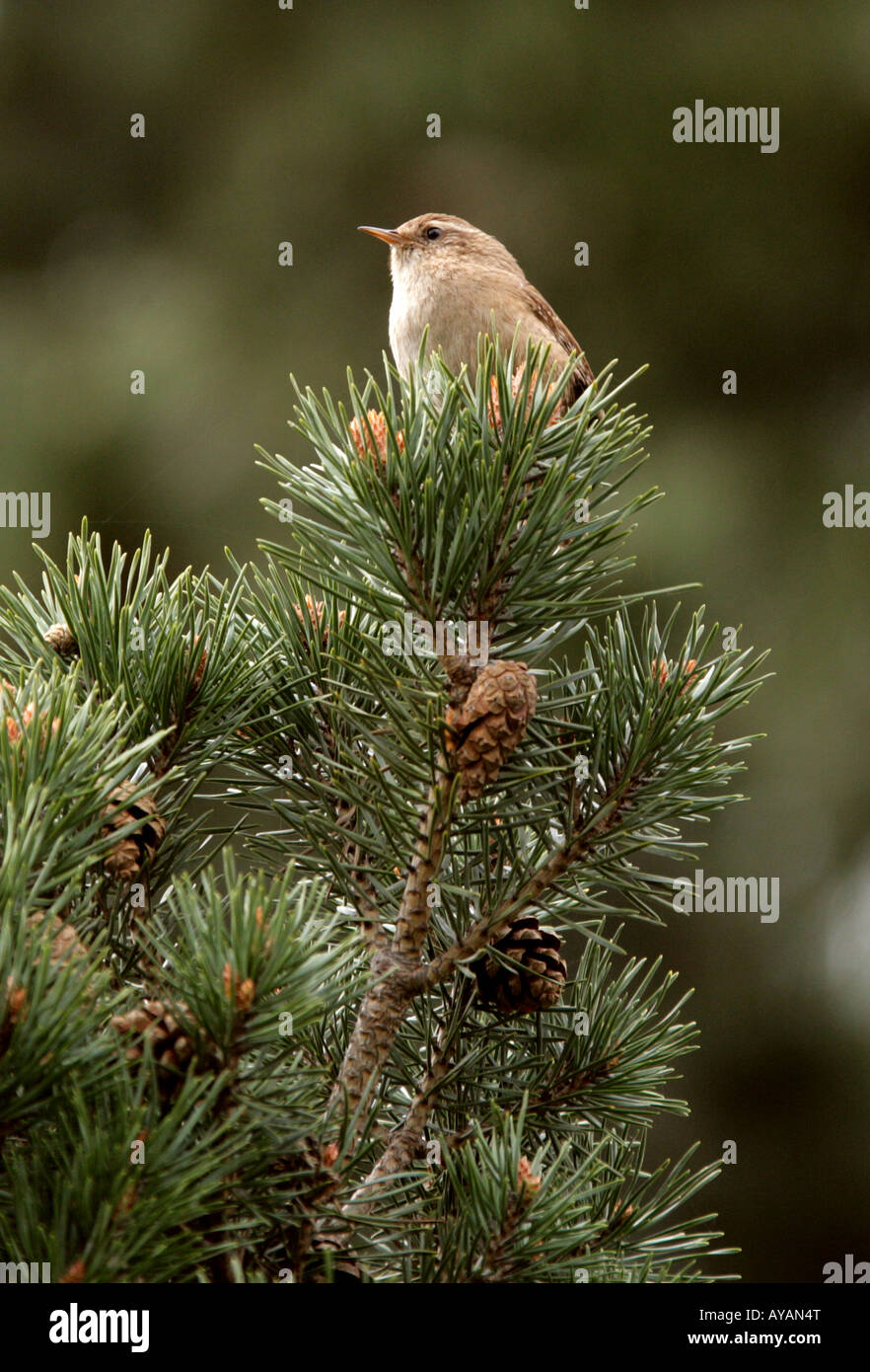 Wren, Troglodytes troglodytes, Troglodytidae, Sitting in a Scots Pine Stock Photo