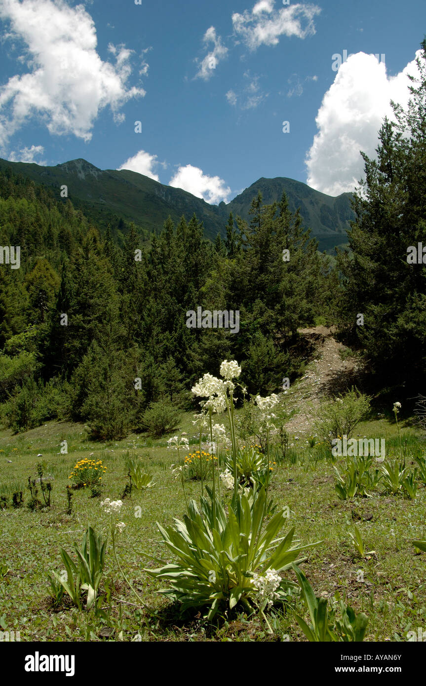 Primula chionantha inTien Bao Shan valley Yunnan China Stock Photo