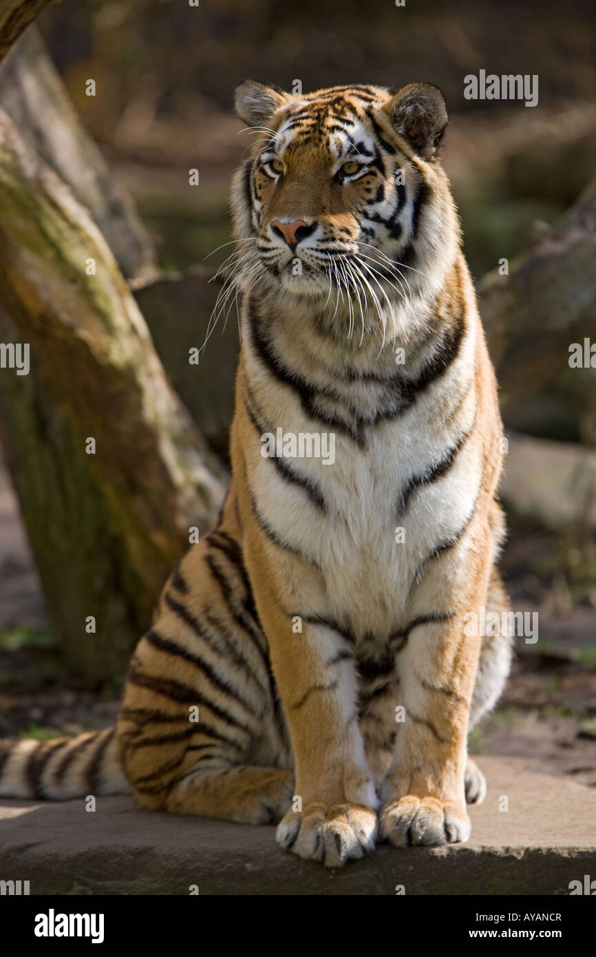 Amur Tiger or Siberian Tiger - Panthera tigris altaica Stock Photo