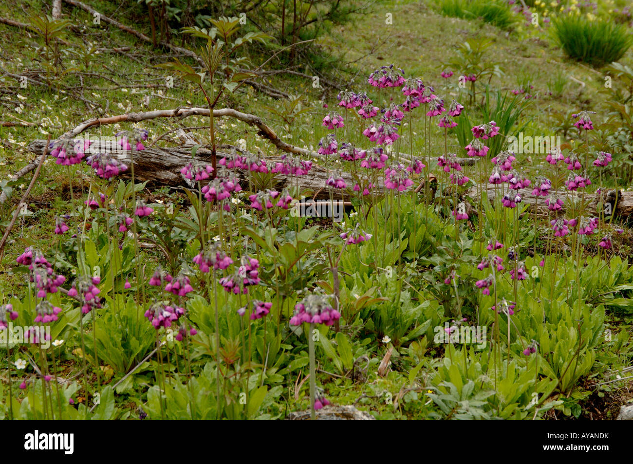 Primula secundiflora growing in wet meadow at 3700m Yunnan China Stock Photo