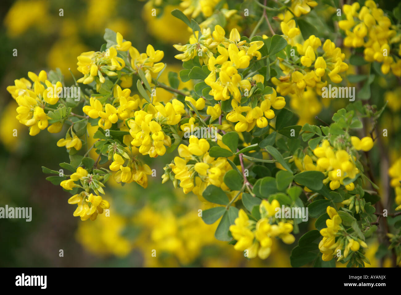 Mediterranean Crownvetch, Coronilla glauca, Fabaceae, South East Europe Stock Photo