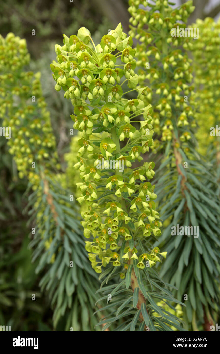 Mediterranean Wood Spurge Euphorbia characias ssp wulfenii Stock Photo