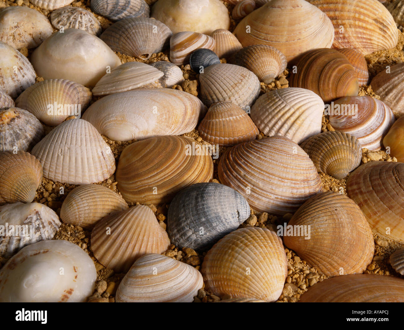 sea shells Stock Photo