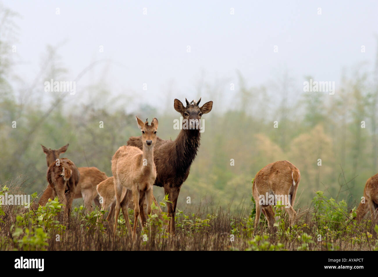 Endangered Elds deer stag with hind on Datian Nature Reserve Hainan Island China part of a captive breeding programme Stock Photo