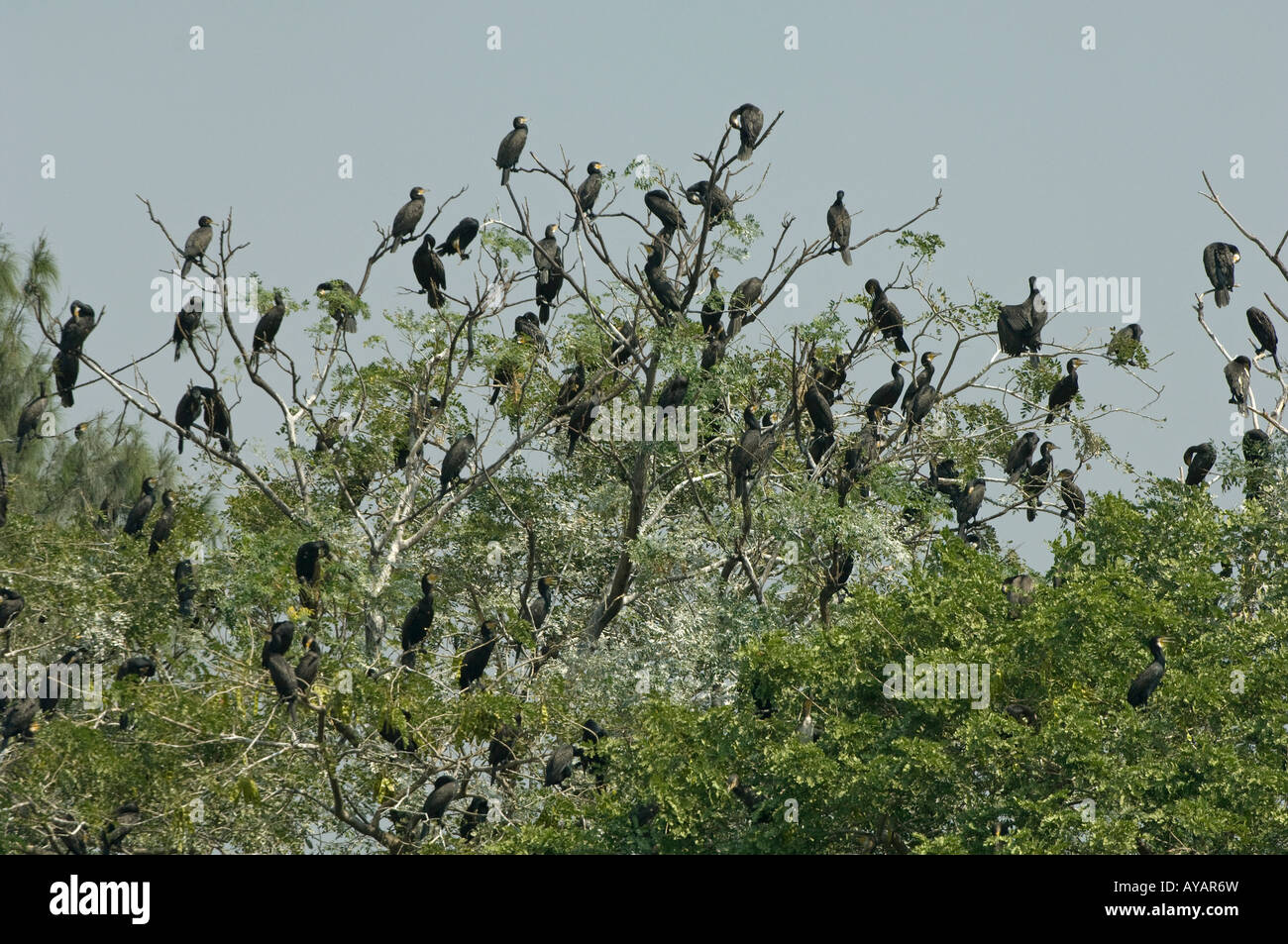 Great cormorant Phalacrocorax carbo colony Mai Po Marshes NR Hong Kong China Stock Photo
