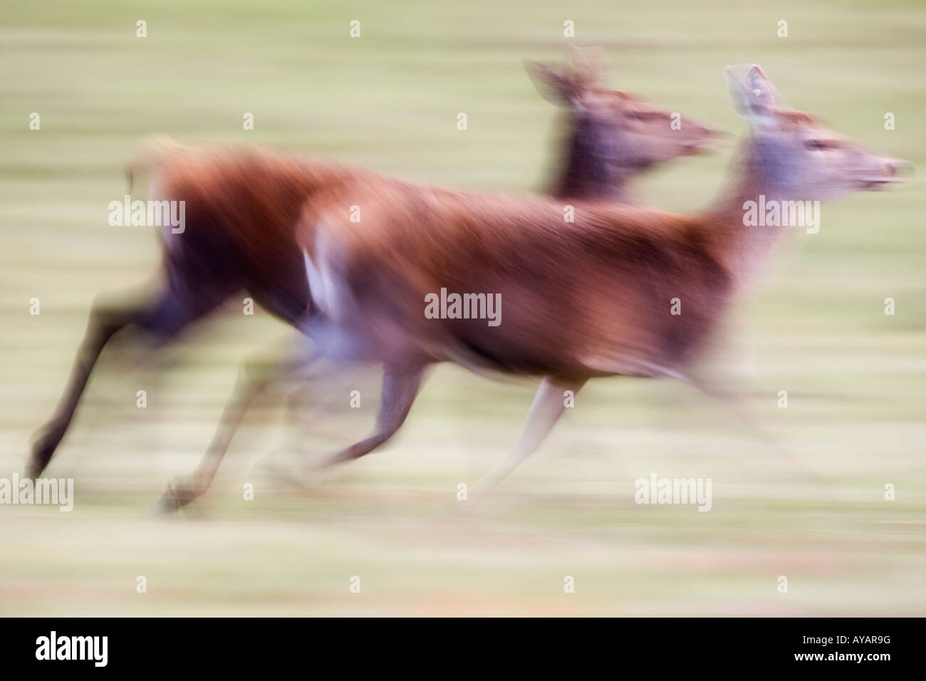 бегущий серверныйолень. северный олень скорость передвижения. косуля в бегу. пробегающий олень. убсунурская котловина марал.